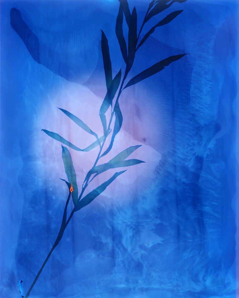 © Christelle Boulé - Image from the Botanica photography project