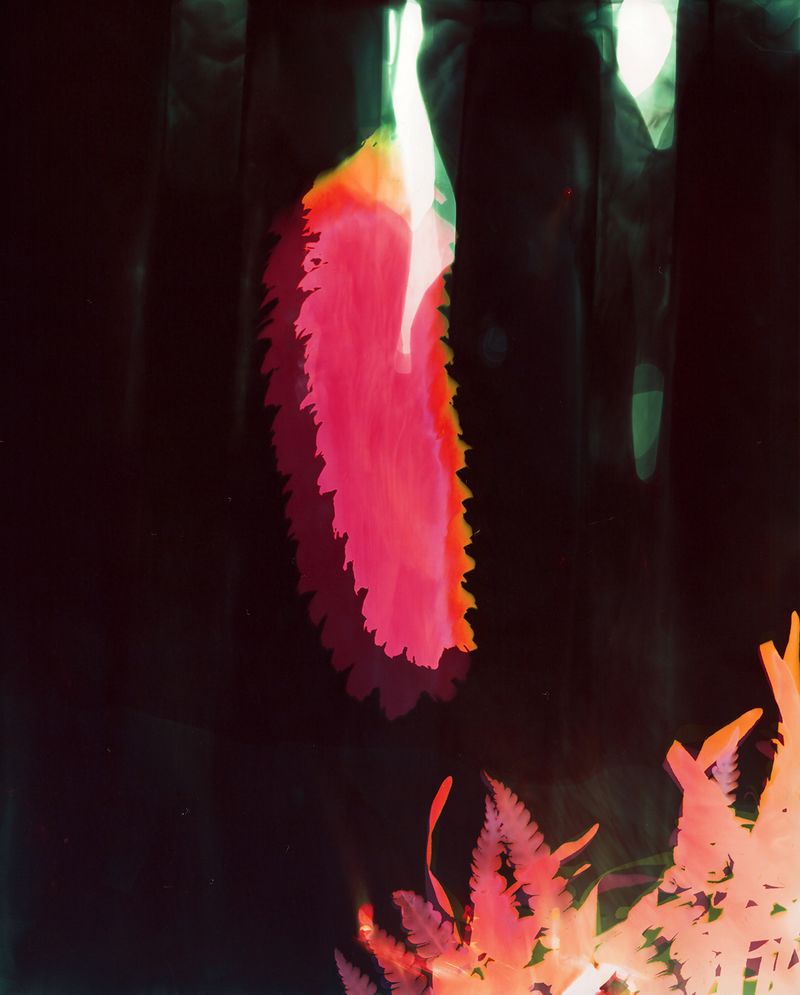 © Christelle Boulé - Image from the Botanica photography project