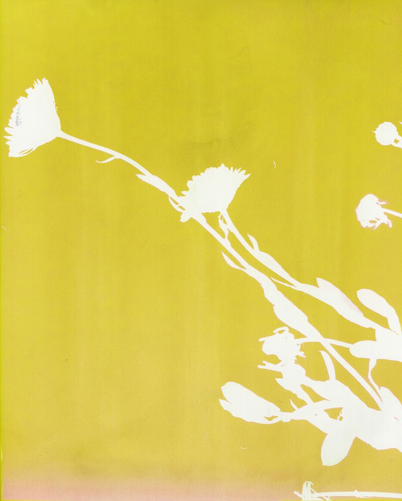 © Christelle Boulé - Image from the Botanica photography project