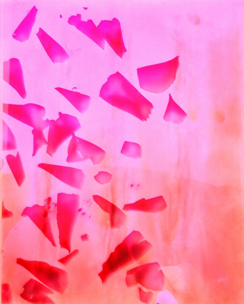 © Christelle Boulé - Image from the Botanica photography project