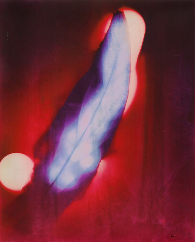 © Christelle Boulé - Image from the Botanica photography project