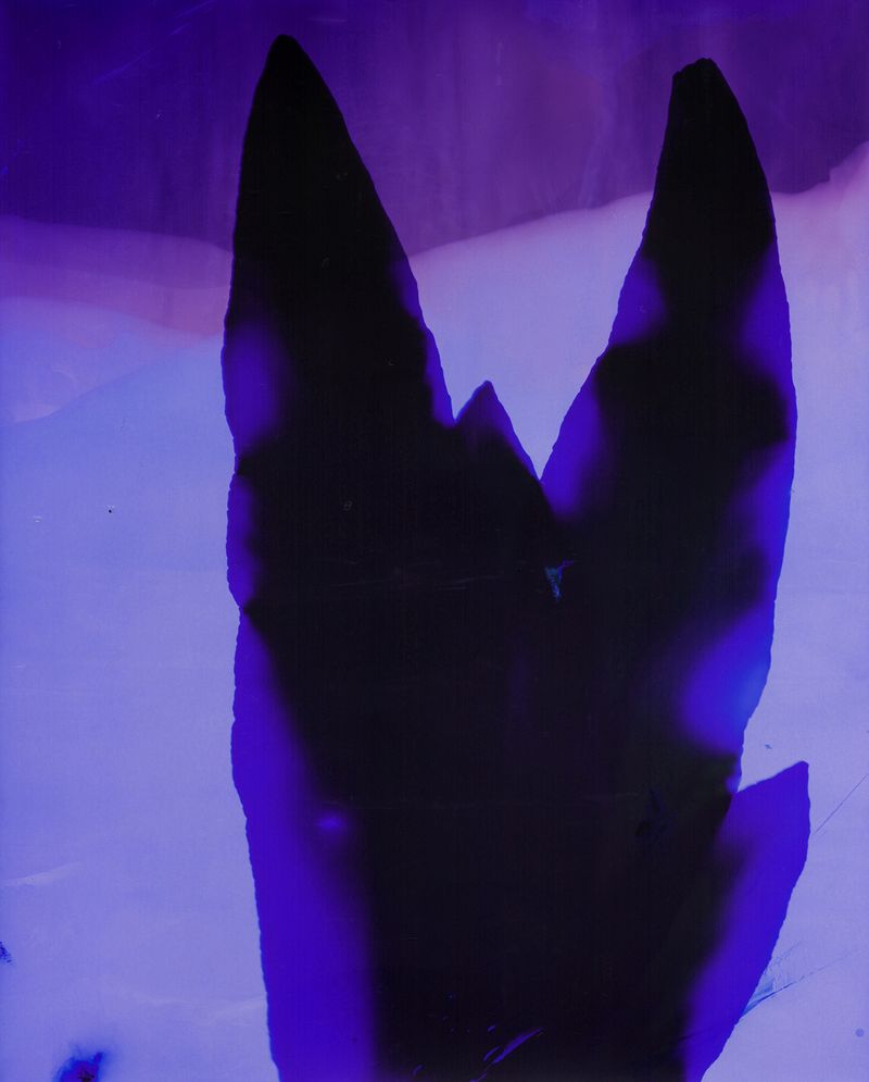 © Christelle Boulé - Image from the Botanica photography project