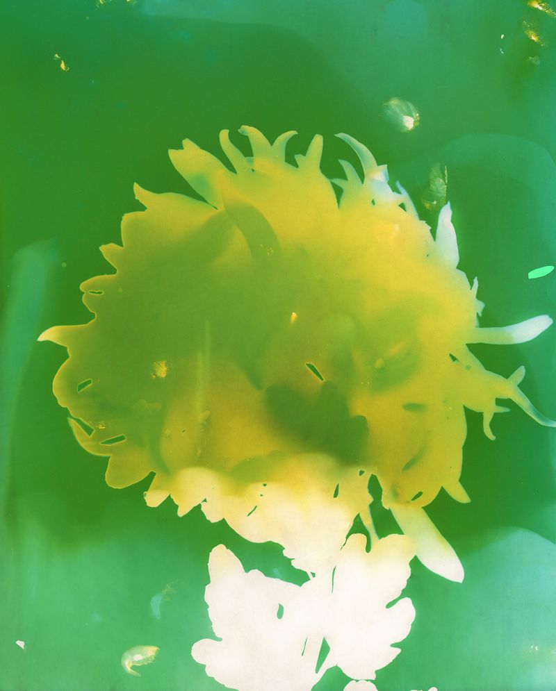 © Christelle Boulé - Image from the Botanica photography project