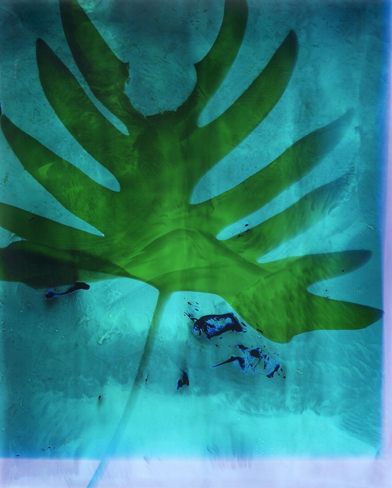 © Christelle Boulé - Image from the Botanica photography project