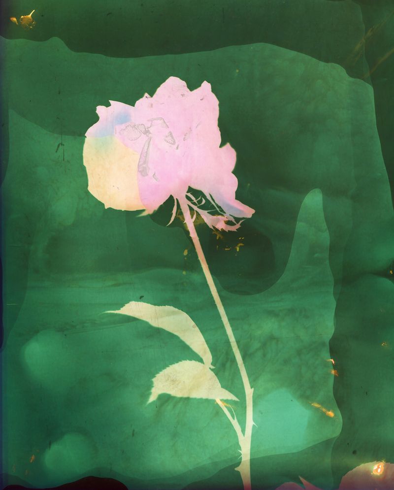 © Christelle Boulé - Image from the Botanica photography project