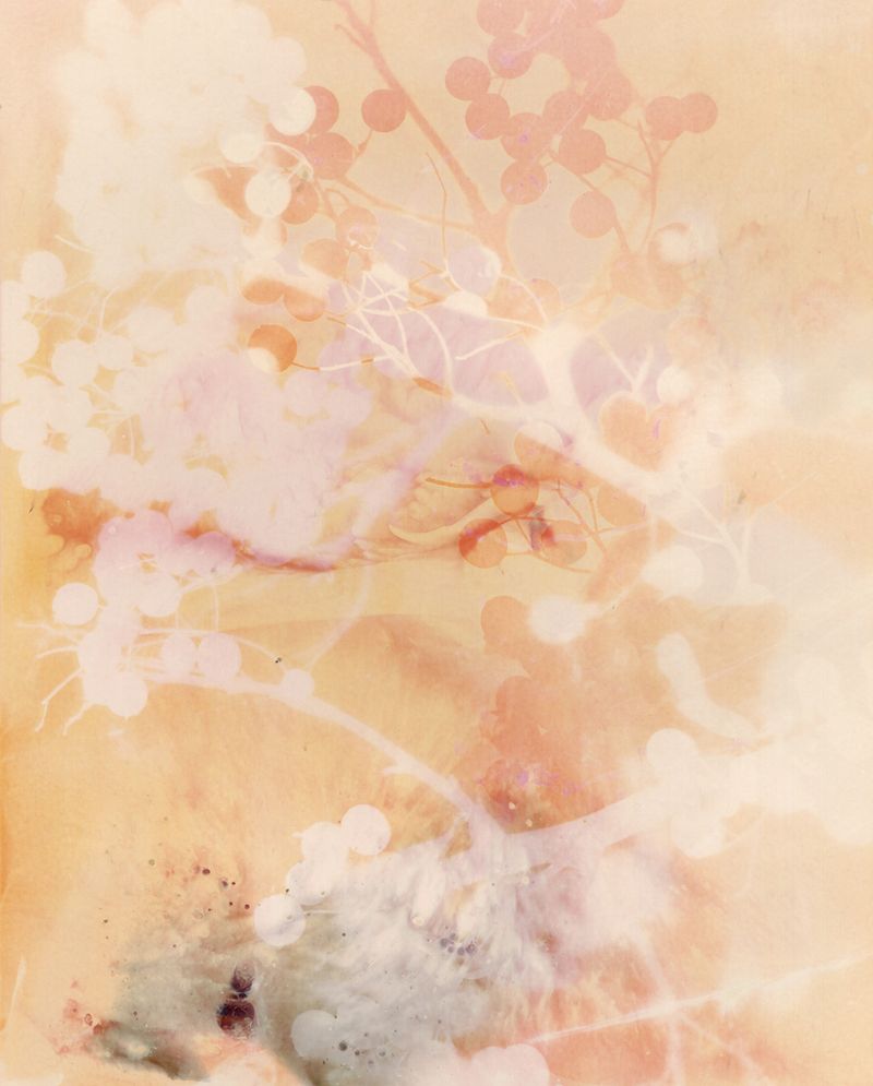 © Christelle Boulé - Image from the Botanica photography project