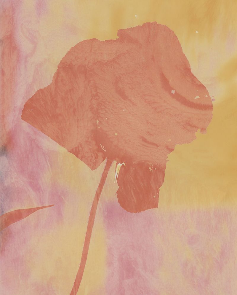 © Christelle Boulé - Image from the Botanica photography project