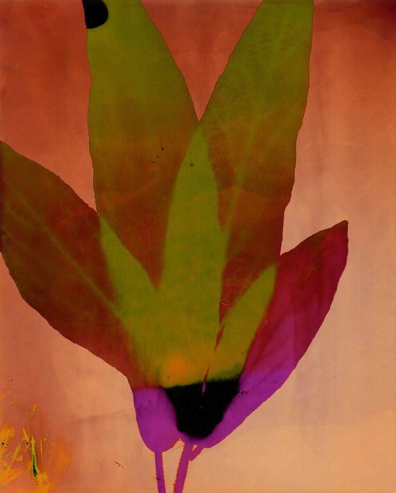 © Christelle Boulé - Image from the Botanica photography project