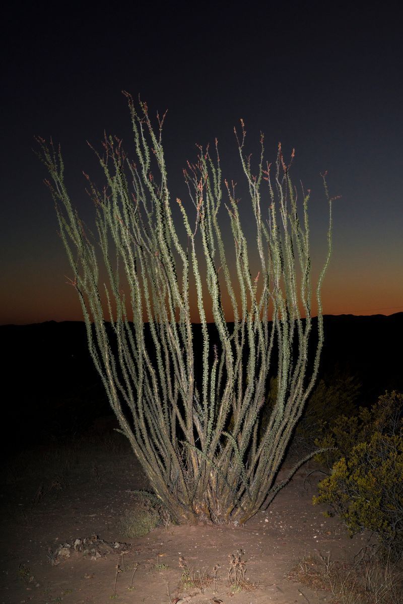 © Marcus Xavier Chormicle - Image from the Still Playing With Fire photography project