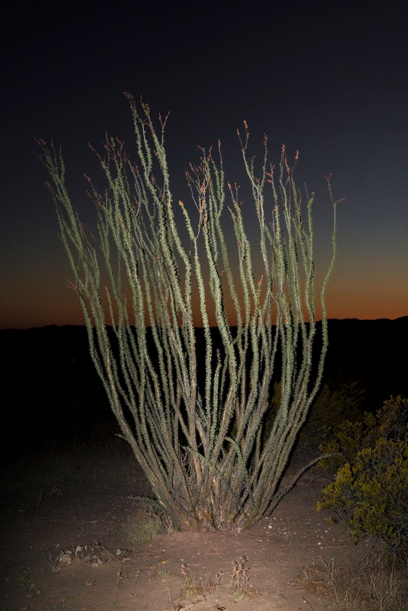 © Marcus Xavier Chormicle - Image from the Still Playing with Fire photography project