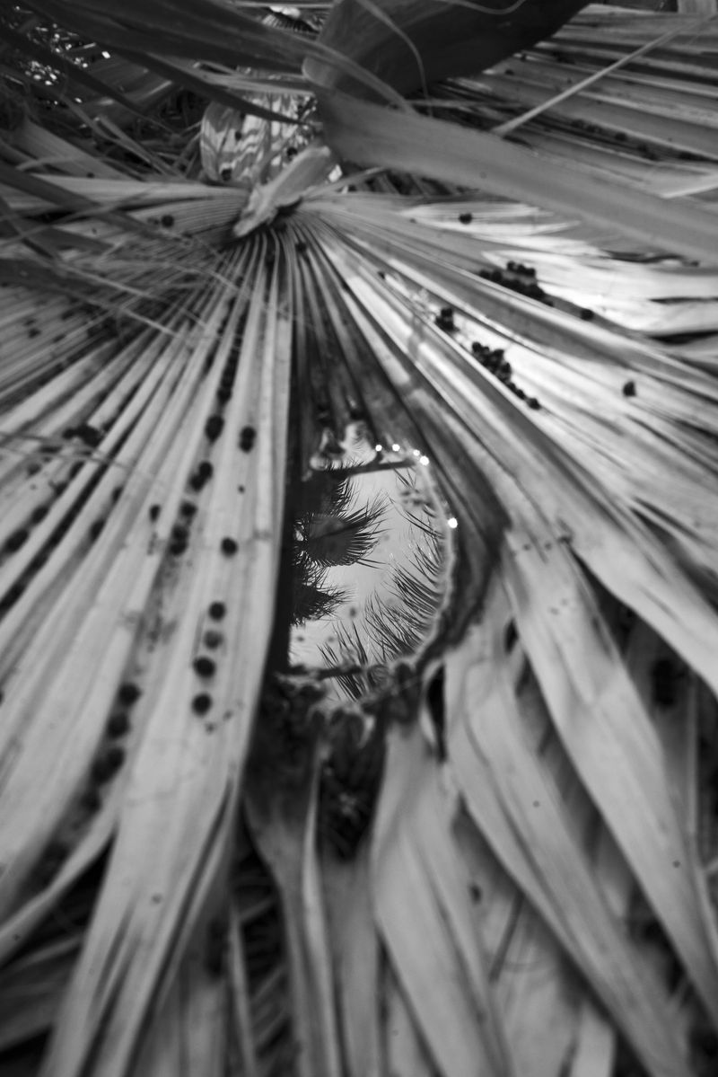© Marcus Xavier Chormicle - A portal made my the collection of rain water on a fallen frond.