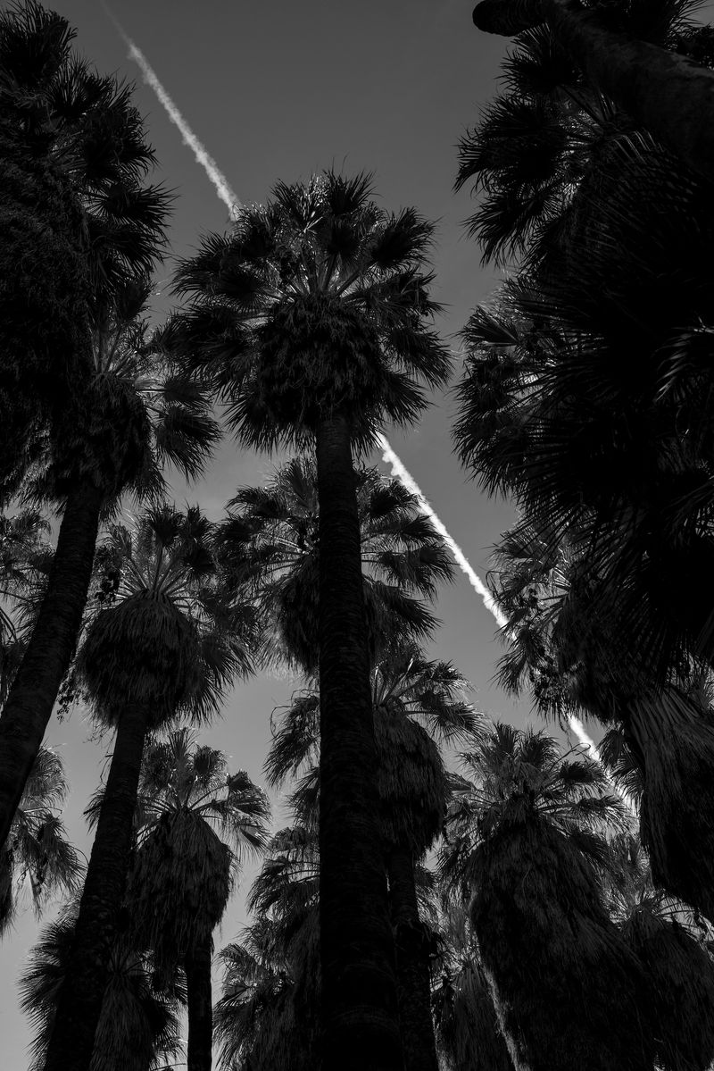 © Marcus Xavier Chormicle - The typical view through the palms.