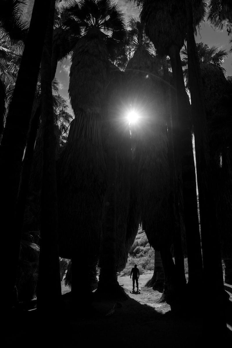 © Marcus Xavier Chormicle - My uncle emerges from a maze of palm trees into the morning sun.