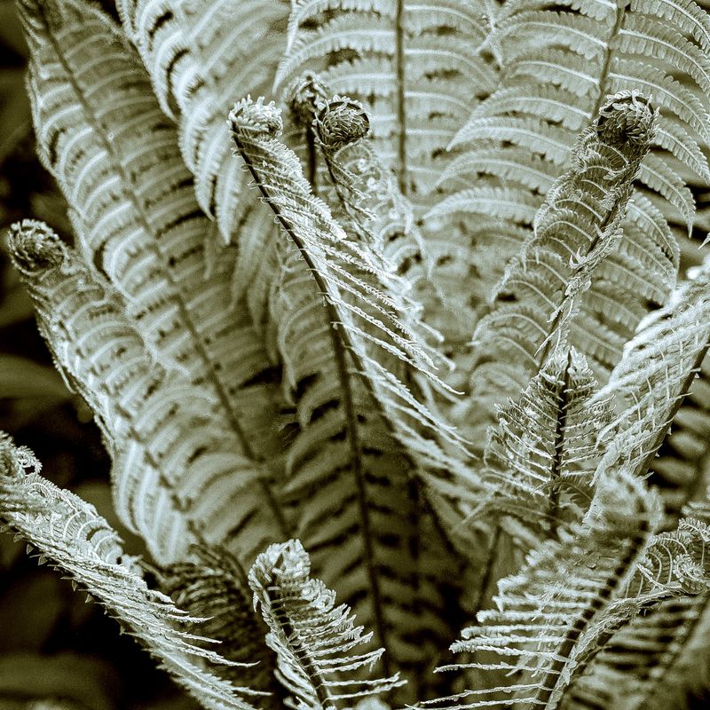 »Carboniferous I« (2018)