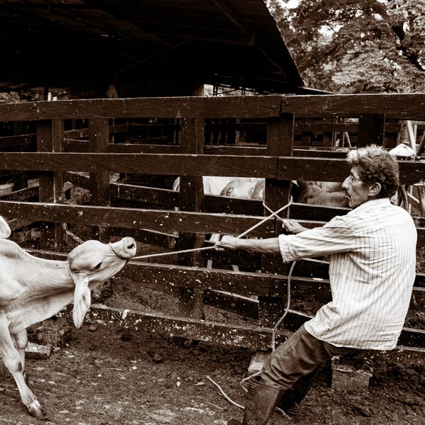 © Sara Shewfelt - "Vaca! Vaca!" Honda, Colombia. 2021.