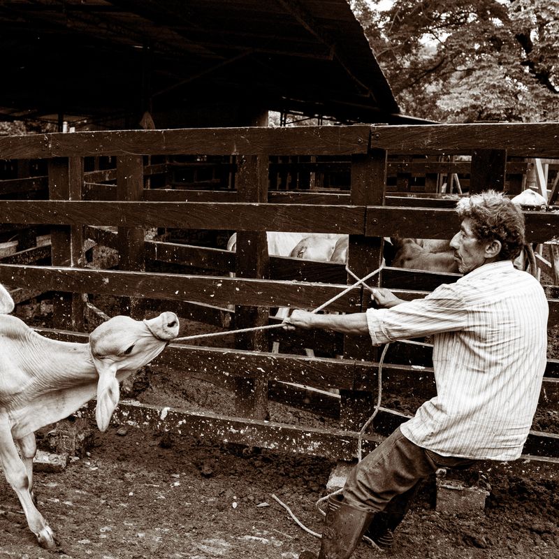 © Sara Shewfelt - "Vaca! Vaca!" Honda, Colombia. 2021.