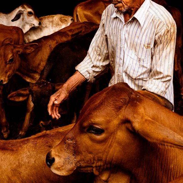 © Sara Shewfelt - "Humberto y las vacas." Honda, Colombia. 2021.