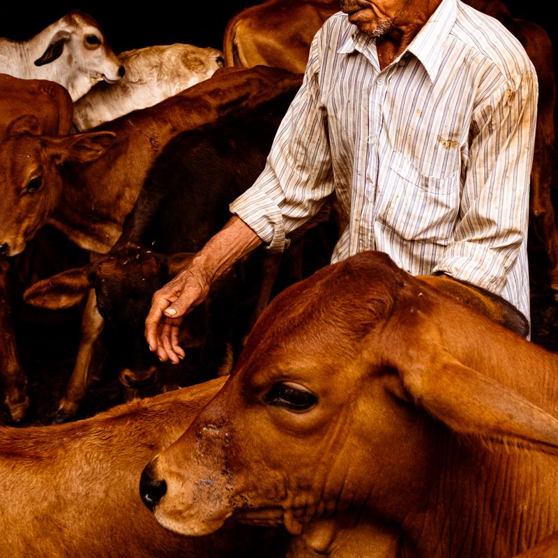 © Sara Shewfelt - "Humberto y las vacas." Honda, Colombia. 2021.