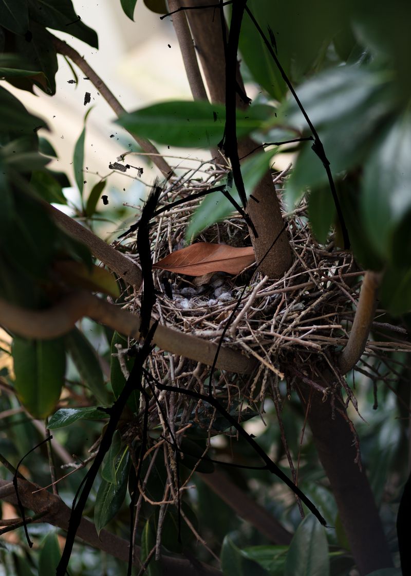 © Doruk Kumkumoğlu - Stolen Eggs and a New Beginning