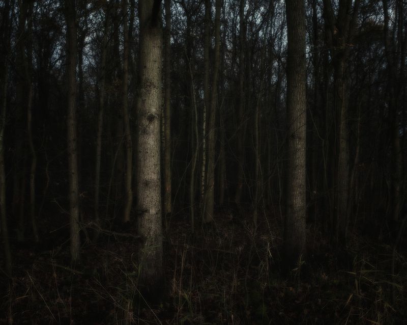 © Rob Severein - 20. Into the trees.