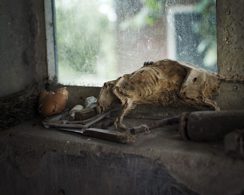 © Rob Severein - 10. Still life with a rat.