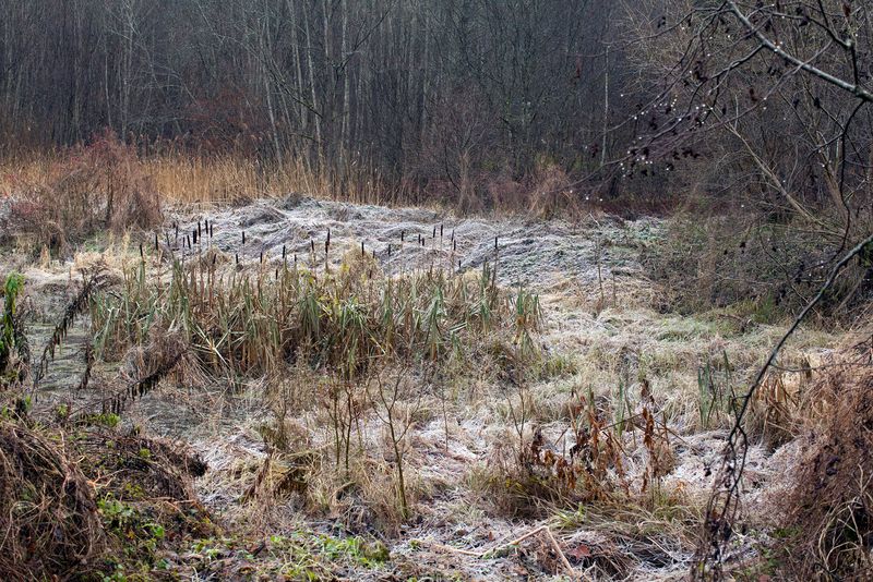 © Carol Müller - cold country