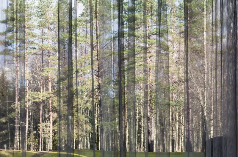 © Carol Müller - wood of secret