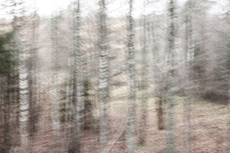 © Carol Müller - white trees keep secret