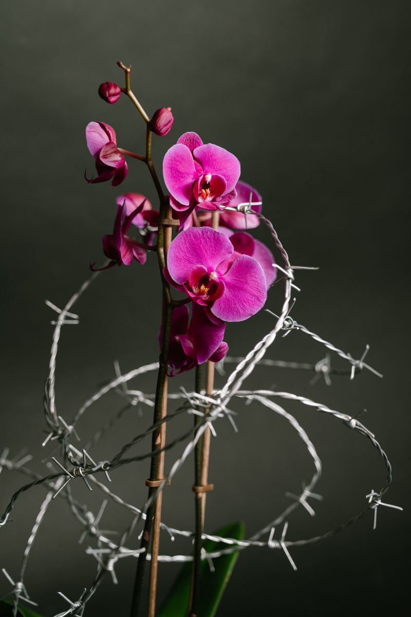 © Teresa Halbreiter - Image from the Zwischen Zweigen / Between Branches photography project