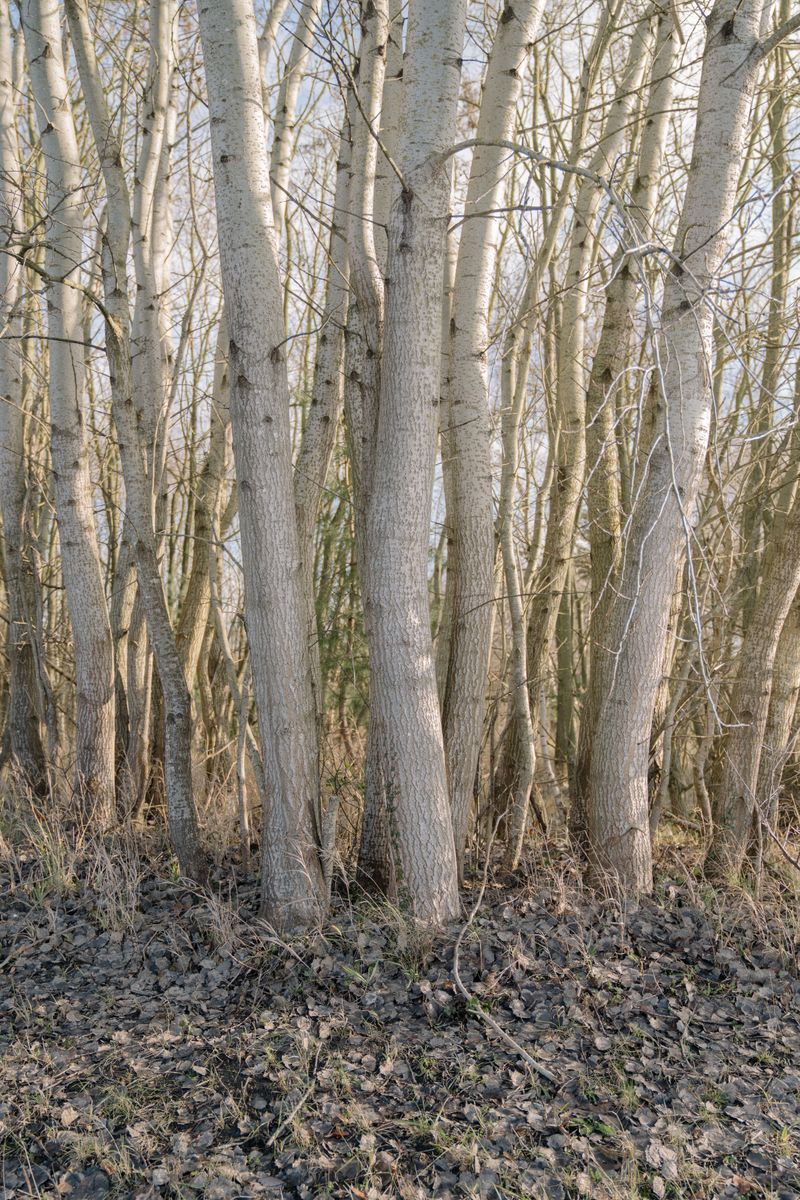 © Teresa Halbreiter - Image from the Zwischen Zweigen / Between Branches photography project