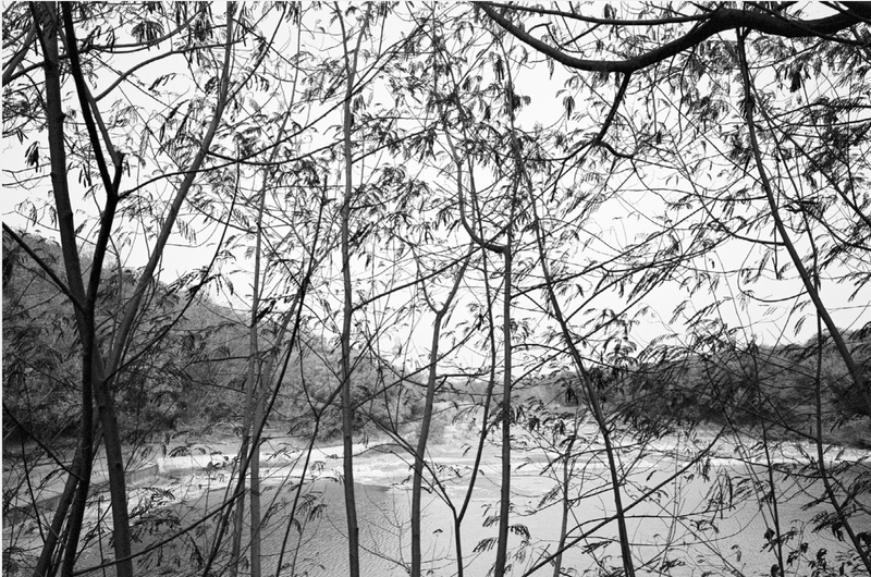 © Ying Yun Chen - Forest of White Popinac