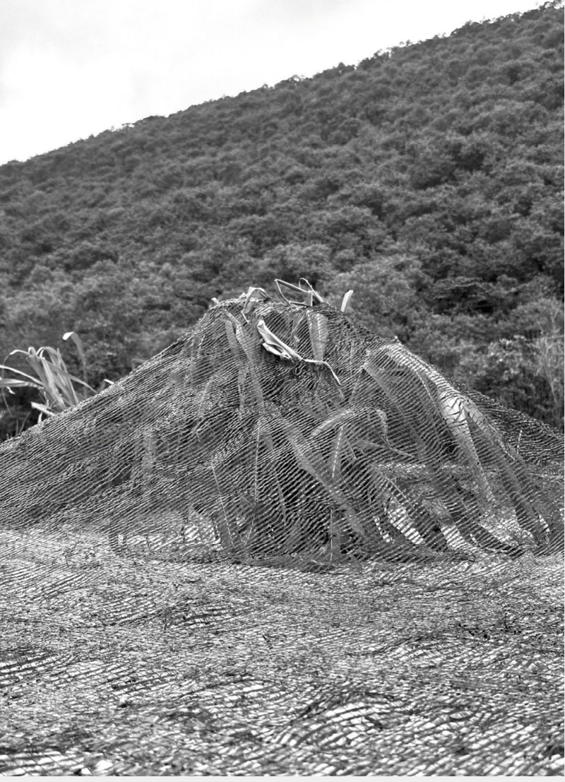 © Ying Yun Chen - New White Popinac in the net