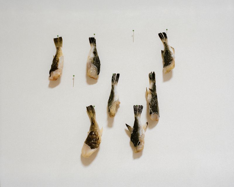 © minjue - Pufferfish, 2025