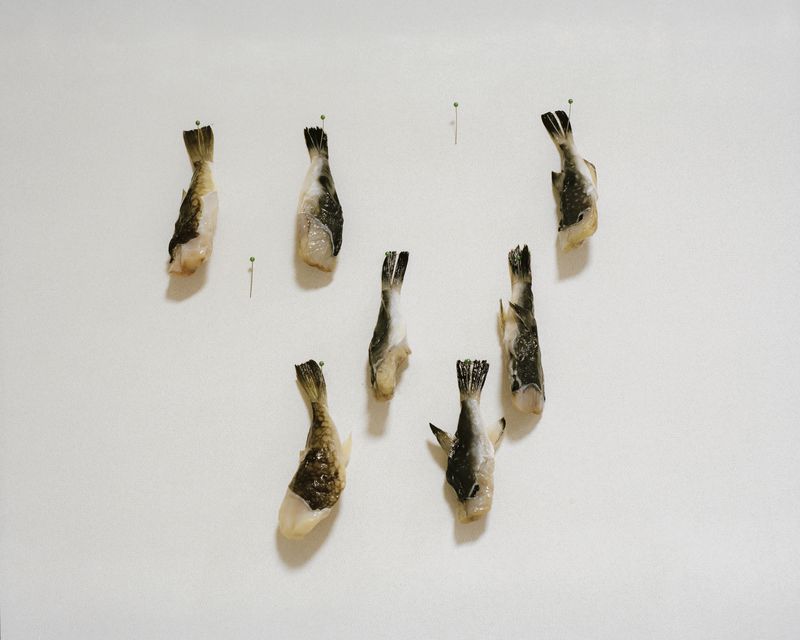 © minjue - Pufferfish, 2025