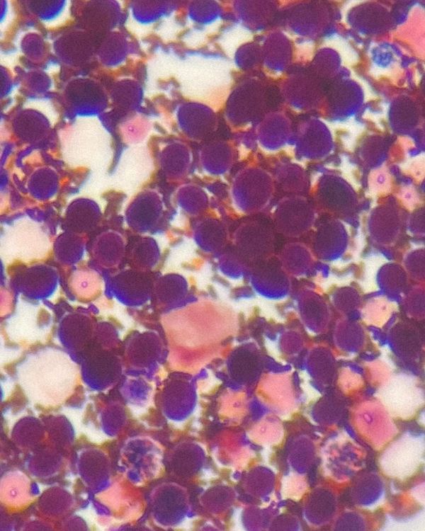 © Benedetta Stefani - Image from the Chi mangia le briciole va in paradiso photography project