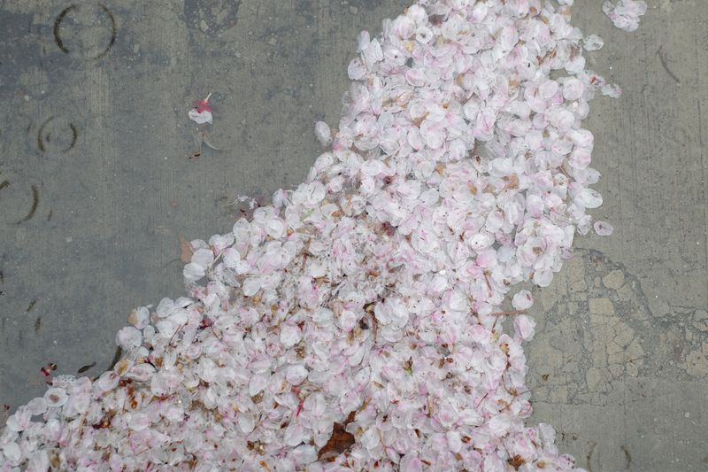 © Eunhye Na - Scattered petals begin to resemble a field, Digital photograph, 2025