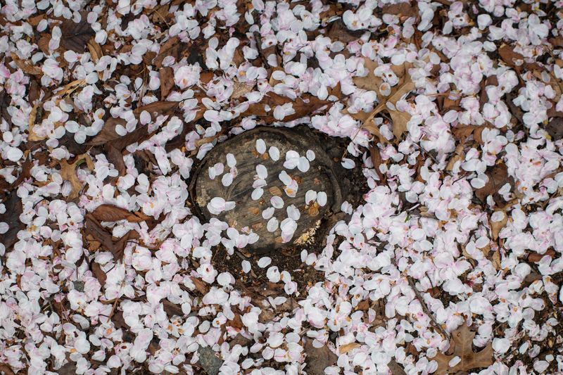 © Eunhye Na - What remains gathers where something once stood, Digital photograph, 2026