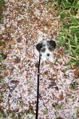 Very First Blossom