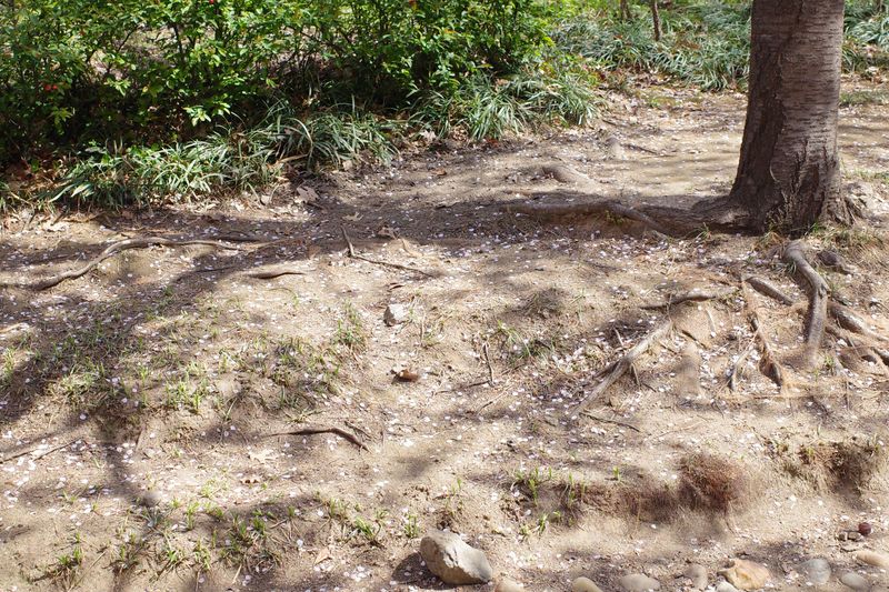 © Eunhye Na - Na Eun HyeThe First Spring (XIII), 2025Archival pigment printVariable dimensions