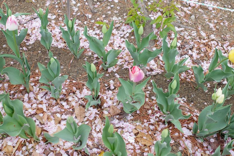 © Eunhye Na - Na Eun HyeThe First Spring (XVIII), 2025Archival pigment printVariable dimensions