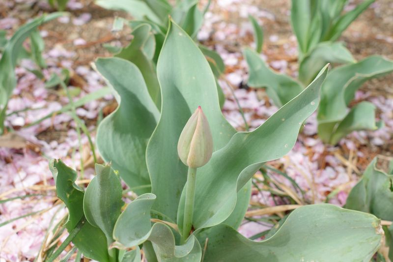 © Eunhye Na - Na Eun HyeThe First Spring (XV), 2025Archival pigment printVariable dimensions