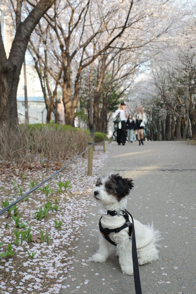 © Eunhye Na - Image from the Very First Blossom photography project