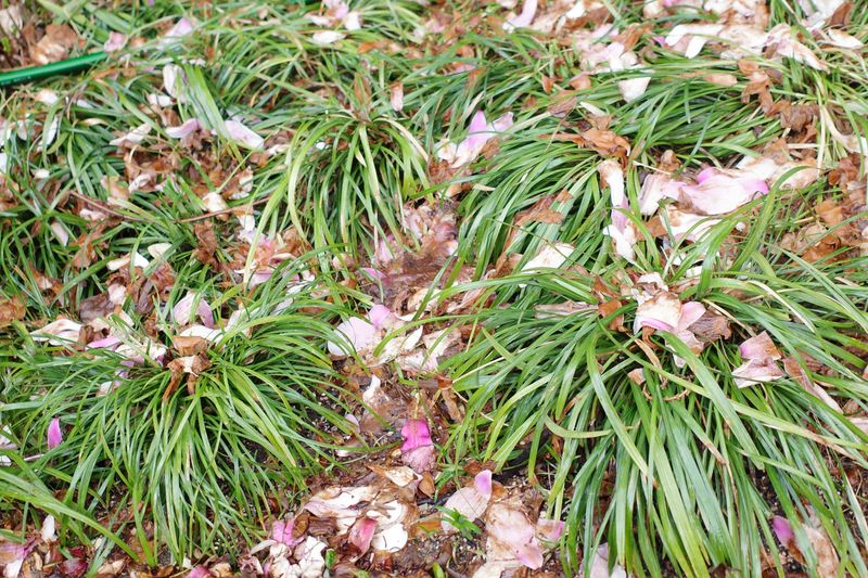 © Eunhye Na - Na Eun HyeThe First Spring (VI), 2025Archival pigment printVariable dimensions