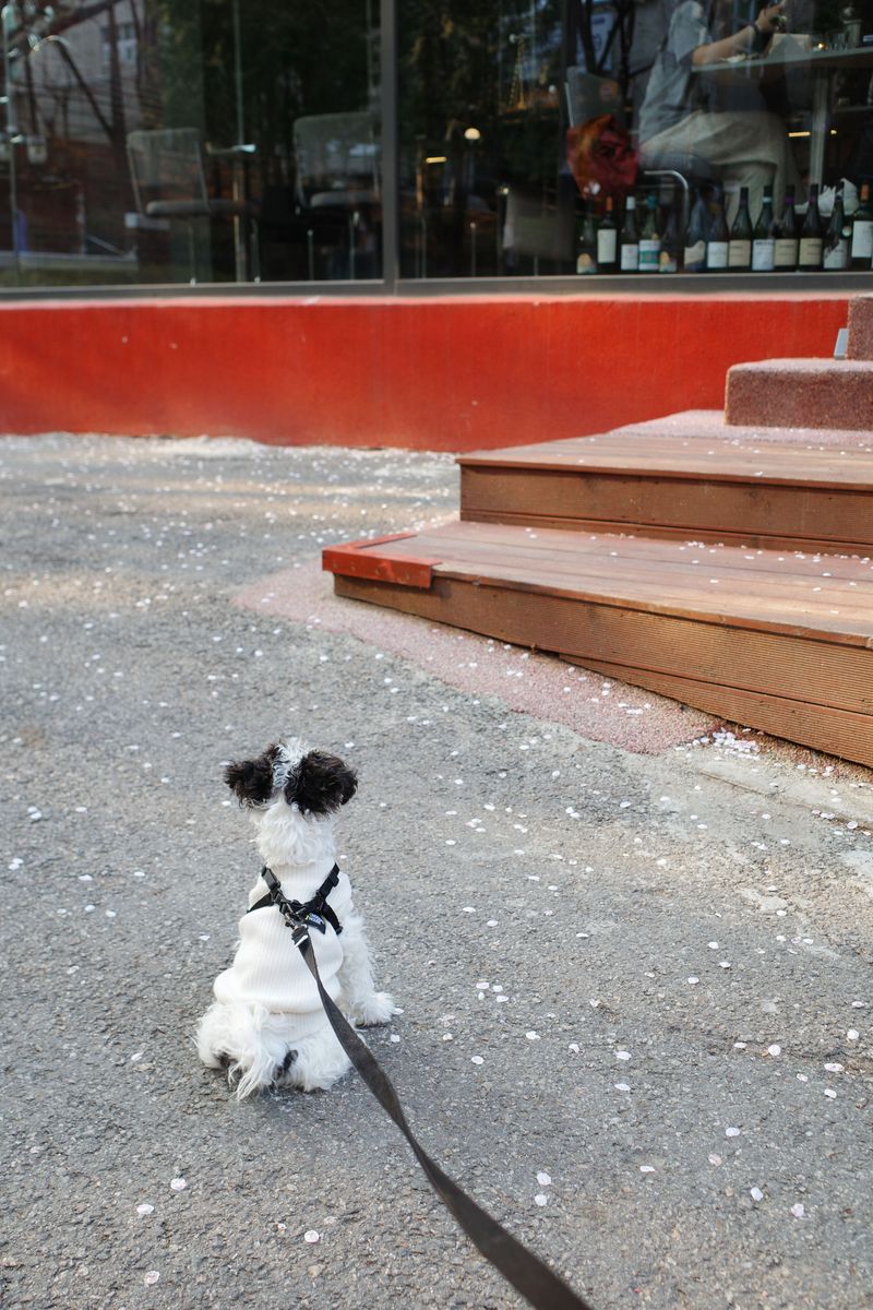 © Eunhye Na - Image from the Very First Blossom photography project