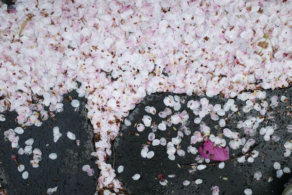 © Eunhye Na - Na Eun HyeThe First Spring (V), 2025Archival pigment printVariable dimensions