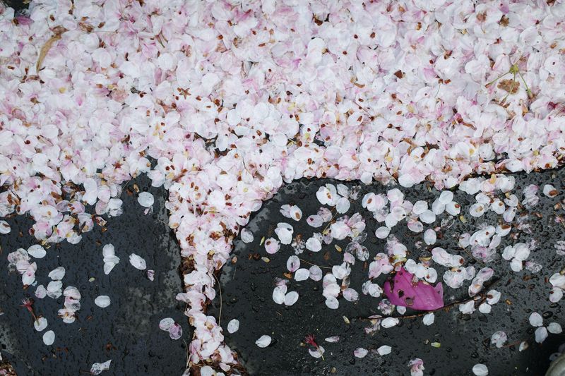 © Eunhye Na - Na Eun HyeThe First Spring (V), 2025Archival pigment printVariable dimensions