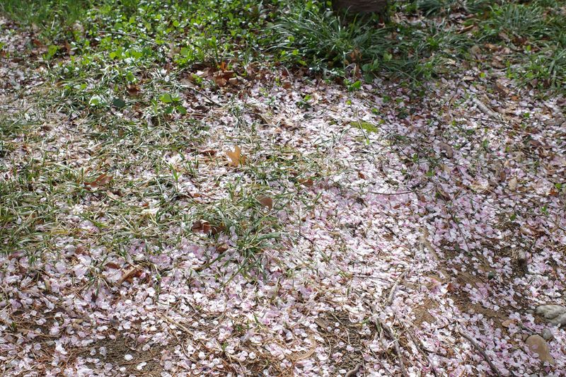 © Eunhye Na - Na Eun HyeThe First Spring (XII), 2025Archival pigment printVariable dimensions