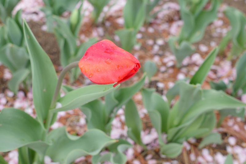 © Eunhye Na - Na Eun HyeThe First Spring (XVI), 2025Archival pigment printVariable dimensions