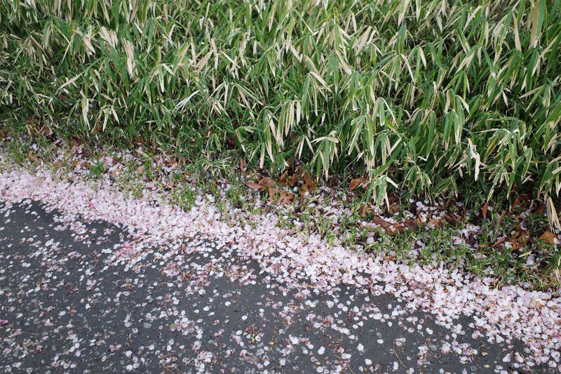 © Eunhye Na - Na Eun HyeThe First Spring (VII), 2025Archival pigment printVariable dimensions