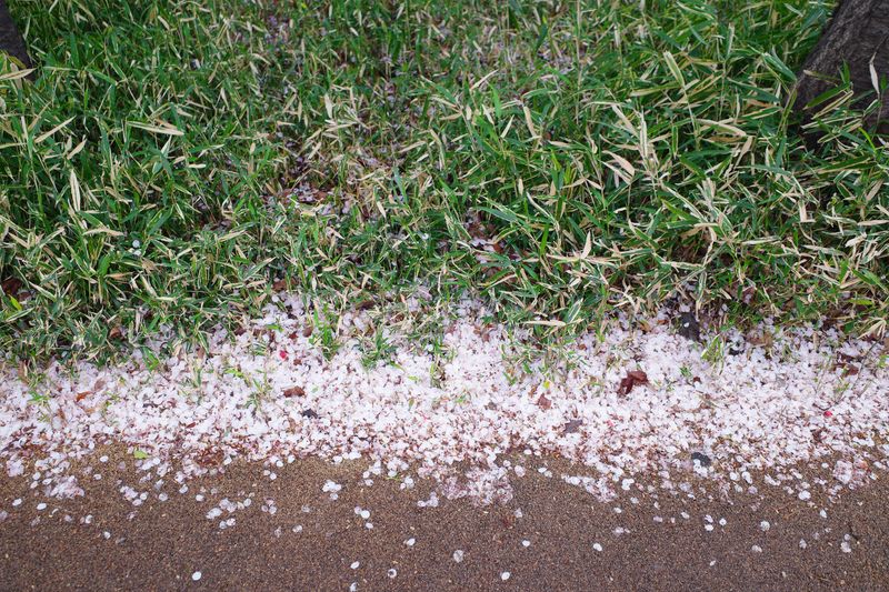 © Eunhye Na - Na Eun HyeThe First Spring (XI), 2025Archival pigment printVariable dimensions